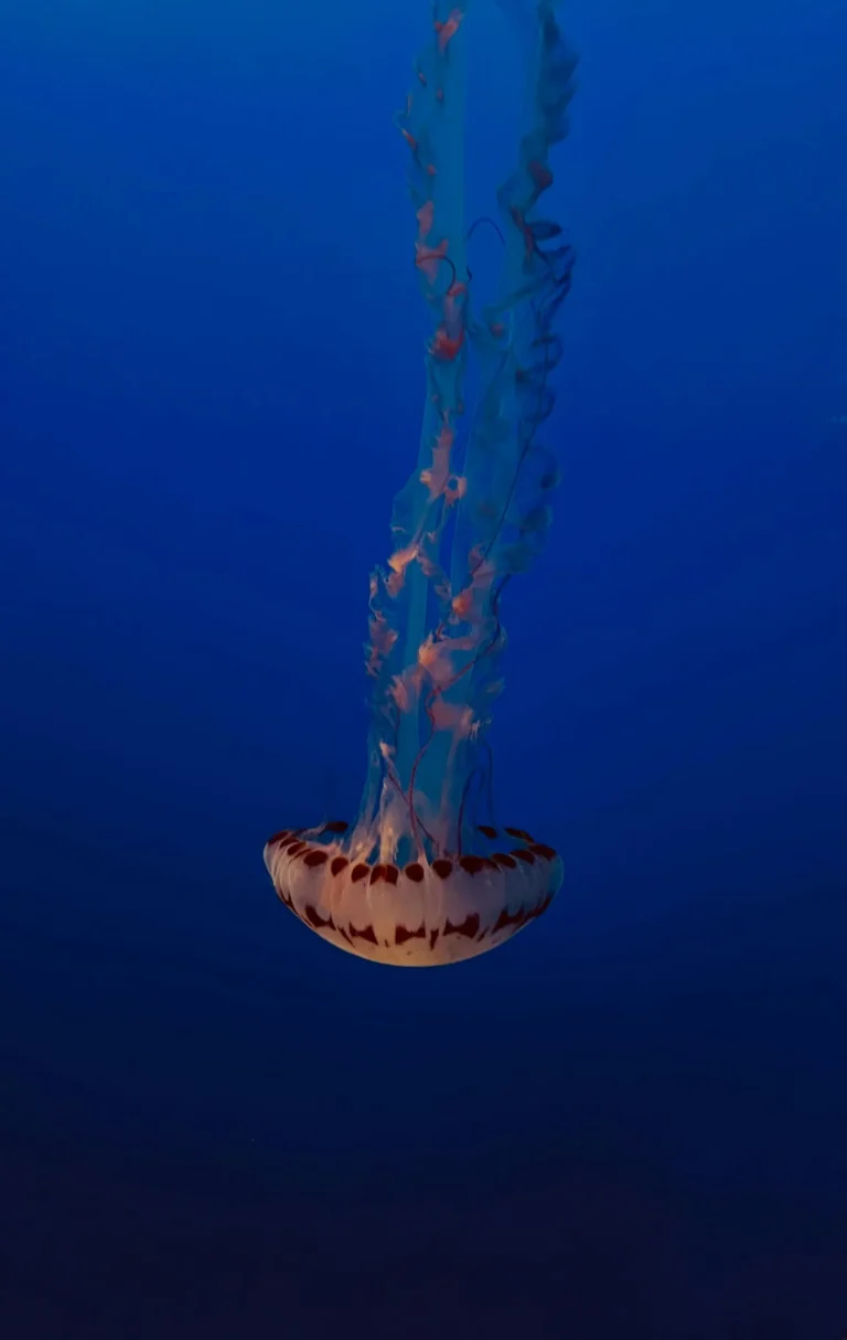 a-large-jellyfish-floating-in-the-ocean-1-scaled
